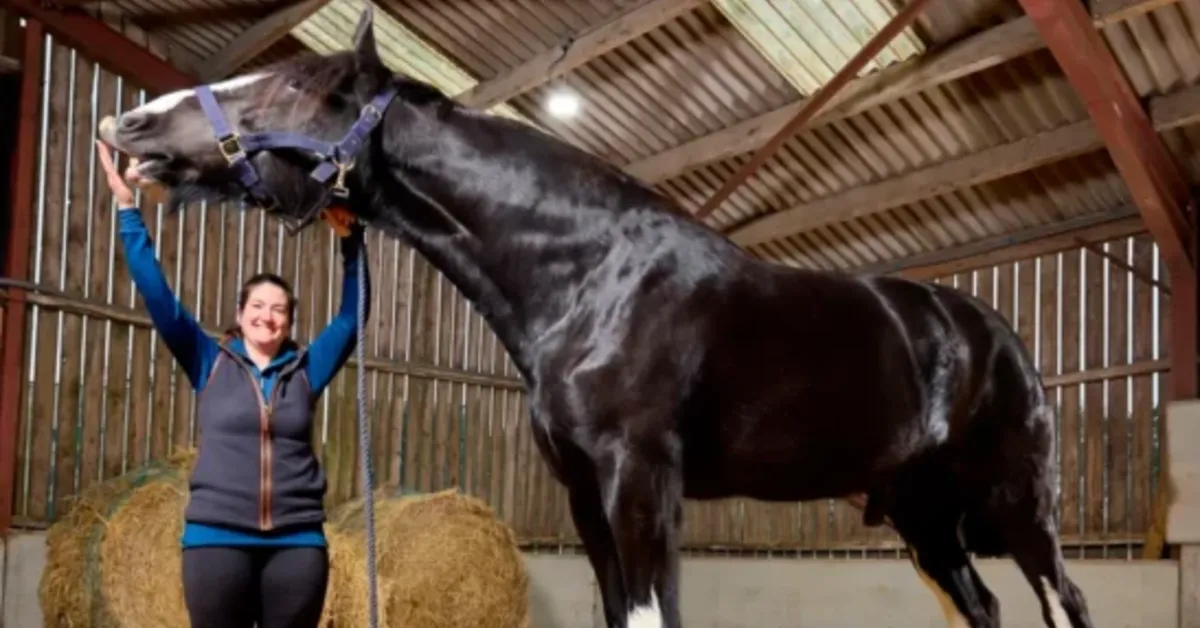 Hugo mede 1,99 metro até a cernelha, pesa cerca de 890 kg e foi reconhecido pelo Guinness como o cavalo vivo mais alto do mundo.