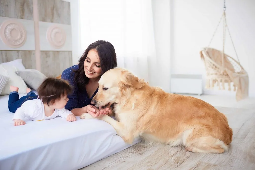 Pets e crianças podem ter uma convivência harmonica e segurança em casa.