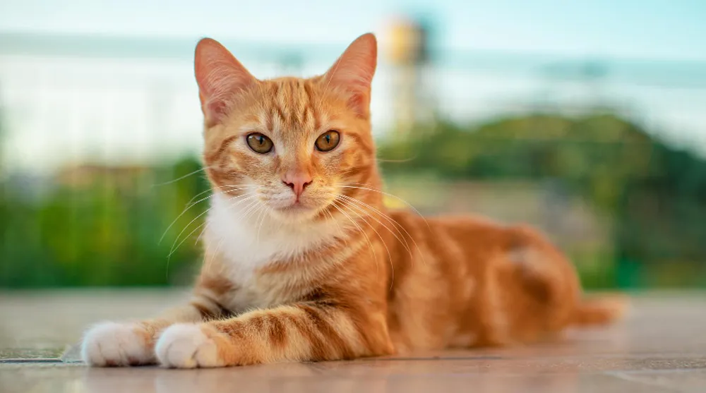 Descubra como a escovação ajuda a prevenir bolas de pelo e doenças em gatos. Dicas e cuidados essenciais para a saúde do seu pet.