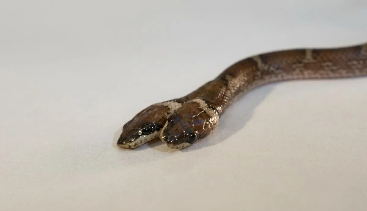 Uma cobra-lobo bicefálica foi resgatada na Índia. Entenda o fenômeno da bicefalia e sua raridade no reino animal.