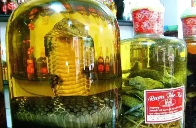 Bebida asiática chama atenção por conter cobra dentro da garrafa de vidro