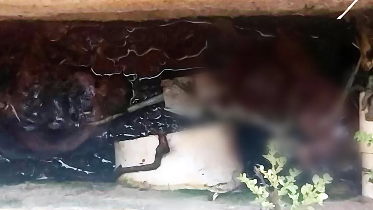 O feto foi encontrado pelo servidor dentro de uma fossa da unidade de saúde em obras