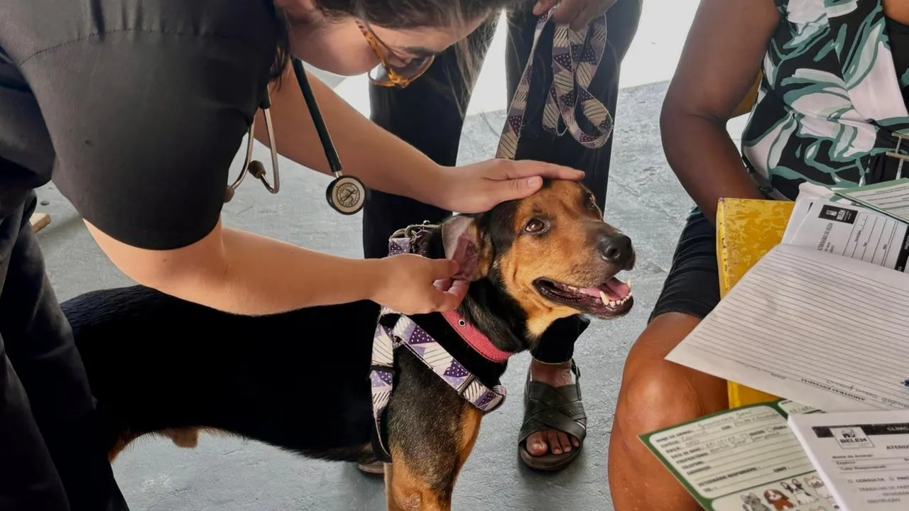 Ações gratuitas para cães e gatos no  bairro do Jurunas em Belém ocorrem com atendimento veterinário, vacinação e castração disponíveis até sexta-feira (4).