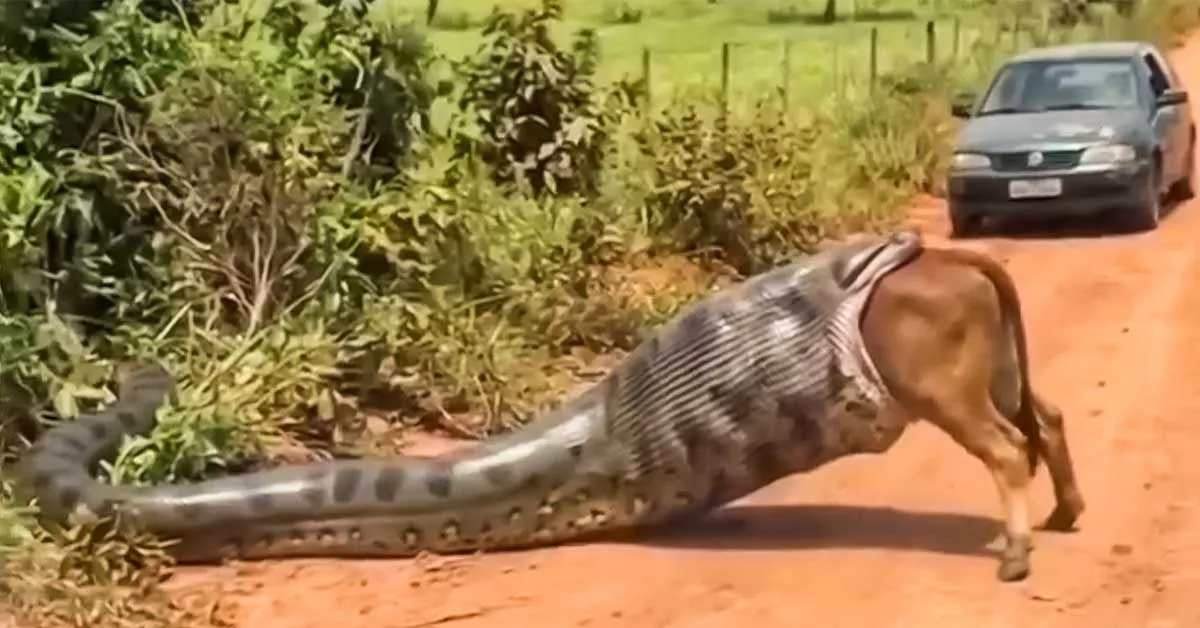 Vídeo de uma suposta sucuri gigante engolindo uma vaca viraliza nas redes sociais e chama atenção pelo realismo das imagens