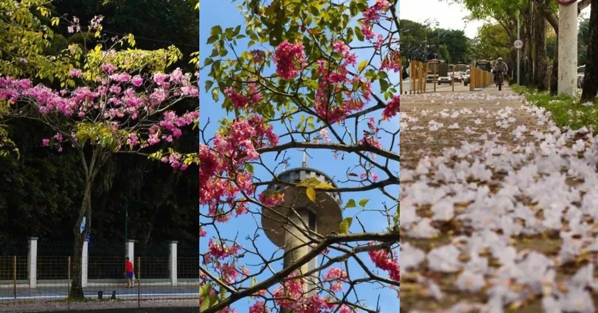 Belém ganha um colorido especial durante a temporada dos ipês, que florescem e transformam ruas, praças e parques da cidade em verdadeiros cartões-postais.