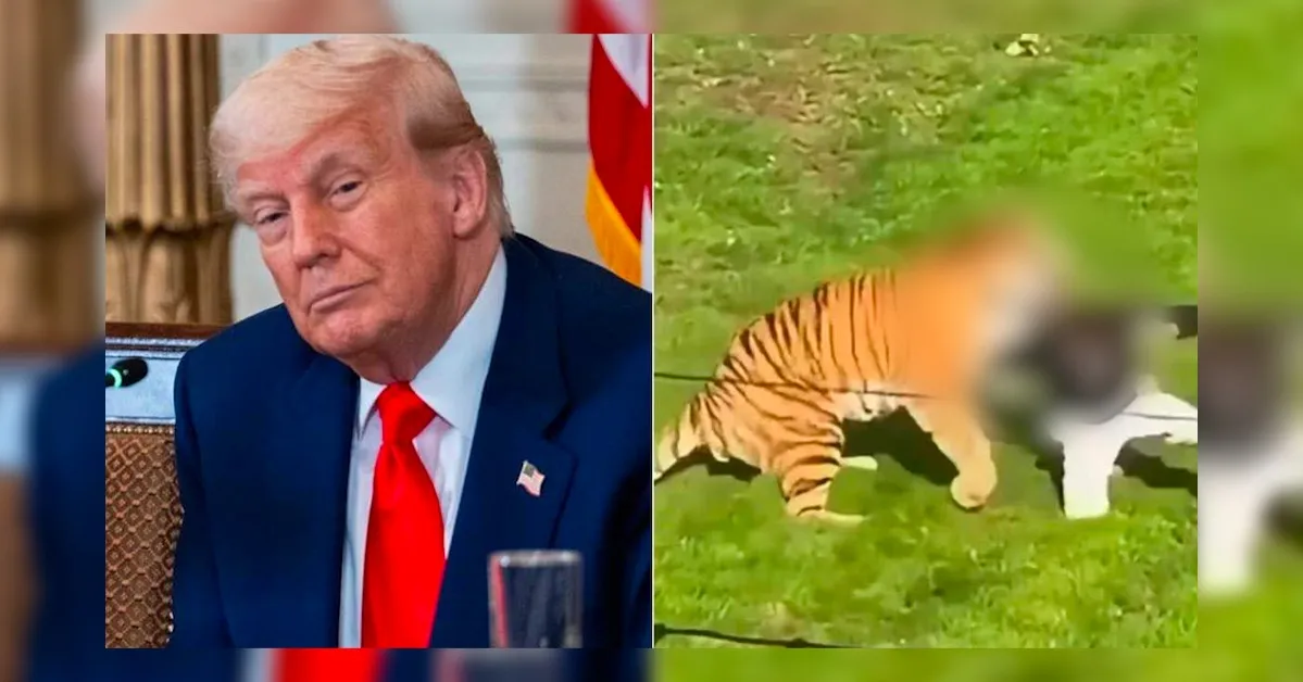 Donald Trump provoca revolta nas redes sociais ao divulgar vídeo de homem morto por tigre no Reino Unido e publicar, em seguida, montagens geradas por inteligência artificial.