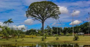 Confira 5 lugares em Belém e Ananindeua para levar as crianças no Dia da Árvore, com áreas verdes, trilhas, animais, brincadeiras e contato com a natureza.