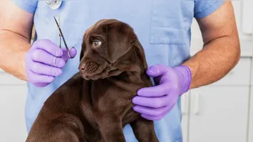 Ações gratuitas contemplam cães e gatos de tutores cadastrados no Residencial Tocantins, Morada Nova e Vila Santa Fé.