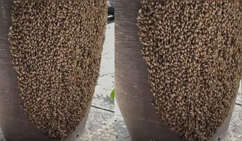 A remoção dos insetos deve ocorrer com equipamentos adequados e pessoal habilitado, para evitar ataques e danos aos animais.