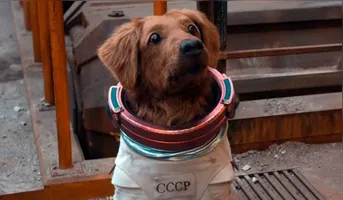Séculos de convivência próxima podem ter moldado a forma como o cérebro canino responde à linguagem, sobretudo à estrutura sonora das palavras que os animais ouvem no cotidiano.
