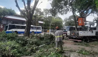 Ação tem como objetivo evitar podas irregulares que possam comprometer a saúde das árvores ou aumentar os riscos para a população