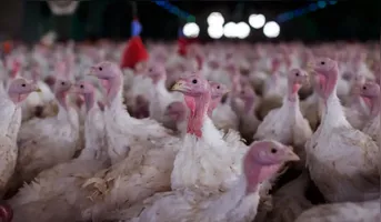Doença afeta aves domésticas e silvestres e é causada por vírus virulento do paramixovírus aviário do sorotipo 1 (APMV-1).