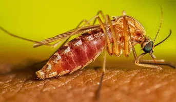 O Mosquito Culex é o principal transmissor da doença