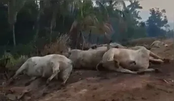 A carreta pegou fogo, saiu da pista e alguns bois transportados morreram