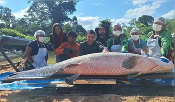 Pirarucu de 2,46 metros e 137,9 quilos foi capturado durante ação de manejo em reserva de Rondônia.