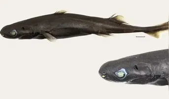 Os pesquisadores localizaram apenas um exemplar da nova espécie, encontrado entre 400 e 500 metros de profundidade. O animal é uma fêmea, com coloração em tons de marrom e preto.