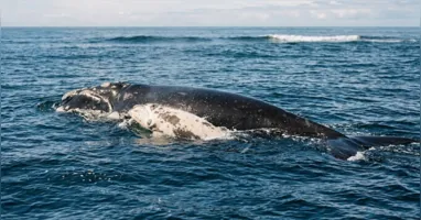 Resgatada após 28 horas de operação em Laguna, a baleia-franca Sunset foi reencontrada 14 anos depois acompanhada de um filhote no litoral de Santa Catarina