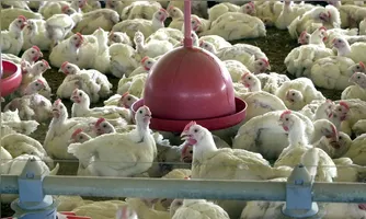 O uso de hormônios para crescimento de aves é proibido no Brasil.