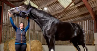 Hugo mede 1,99 metro até a cernelha, pesa cerca de 890 kg e foi reconhecido pelo Guinness como o cavalo vivo mais alto do mundo.