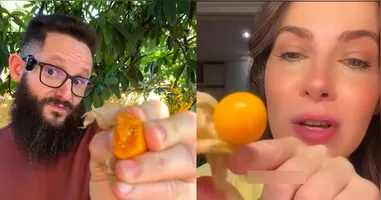 O camapu é muito utilizado na culinária amazônica.
