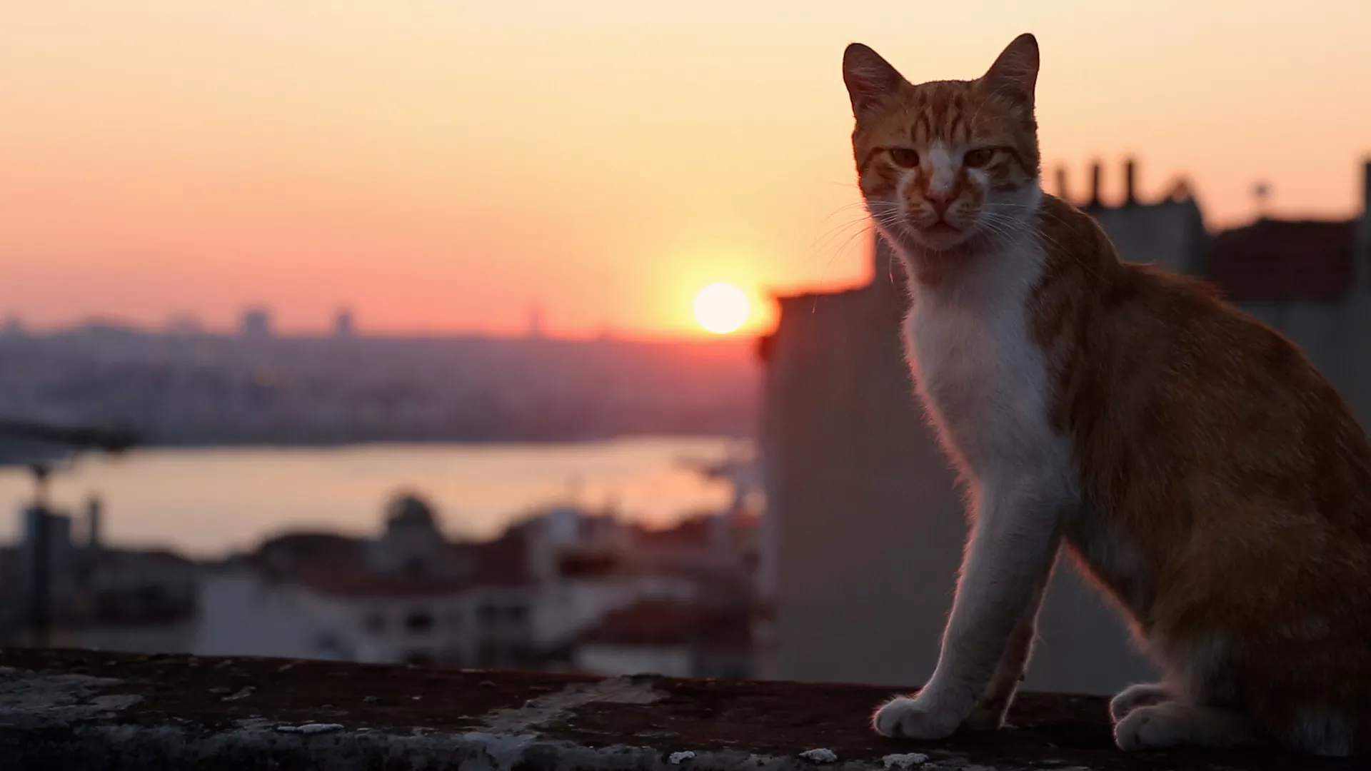 Descubra Istambul, a cidade com mais de 160 mil gatos nas ruas, onde felinos são parte da cultura e cuidados comunitários.
