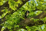 Zoe teria subido na árvore por uma escada e foi resgatada com uma corda.