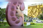 Controlar a pressão arterial e o diabetes, manter hidratação adequada e evitar a automedicação são, portanto, medidas fundamentais para proteger a função renal ao longo da vida.