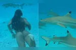 A esposa do surfista não teve medo e fez o mergulho junto com os tubarões