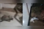 Imagens compartilhadas nas redes sociais mostram situação antes das mortes.