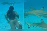 A esposa do surfista não teve medo e fez o mergulho junto com os tubarões