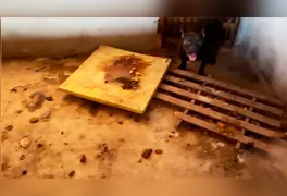 Cão encontrado em situação insalubre e com sinais de maus-tratos durante fiscalização policial em residência.