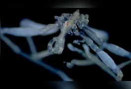 Animais foram encontrados no Mar de Salish durante mergulhos e identificados com apoio de análises genéticas