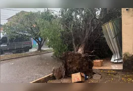 Chuva forte e rajadas de vento derrubaram árvores, muros, fachadas e estruturas elétricas; equipes seguem em campo