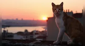 Descubra Istambul, a cidade com mais de 160 mil gatos nas ruas, onde felinos são parte da cultura e cuidados comunitários.