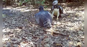 Um casal de harpias é flagrado em Sinop, MT. Veja o incrível registro feito por Luigi Seronni sobre essas magníficas águias.