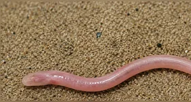 O animal foi batizado de Gangaichthys indonepalicus e pertence à família Chaudhuriidae