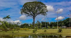 Confira 5 lugares em Belém e Ananindeua para levar as crianças no Dia da Árvore, com áreas verdes, trilhas, animais, brincadeiras e contato com a natureza.