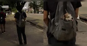 O filhote parecia estra confortável na mochila do tutor.