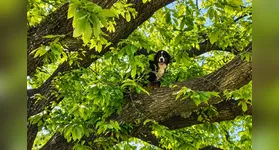 Zoe teria subido na árvore por uma escada e foi resgatada com uma corda.