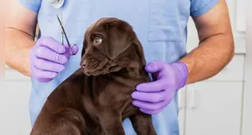 Ações gratuitas contemplam cães e gatos de tutores cadastrados no Residencial Tocantins, Morada Nova e Vila Santa Fé.