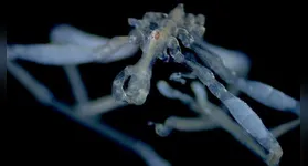 Animais foram encontrados no Mar de Salish durante mergulhos e identificados com apoio de análises genéticas