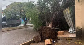 Chuva forte e rajadas de vento derrubaram árvores, muros, fachadas e estruturas elétricas; equipes seguem em campo