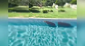A capivara foi resgatada e devolvida ao seu habitat natural.