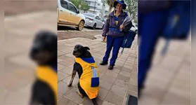 O cão Duque caminha lado a lado com a servidora Marlene Trevizan durante o trajeto diário de entregas em Paraí, no interior gaúcho.