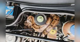 Serpente com pouco mais de 1,5 metro foi capturada pelos bombeiros em uma residência de Campo Belo e devolvida ao habitat natural.