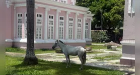 O episódio da praça não é isolado. Belém registrou ao menos quatro situações parecidas em poucas semanas.
