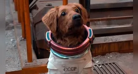Séculos de convivência próxima podem ter moldado a forma como o cérebro canino responde à linguagem, sobretudo à estrutura sonora das palavras que os animais ouvem no cotidiano.