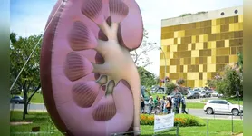 Controlar a pressão arterial e o diabetes, manter hidratação adequada e evitar a automedicação são, portanto, medidas fundamentais para proteger a função renal ao longo da vida.