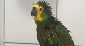 O vídeo do papagaio corintiano reforça o quanto essas aves são sensíveis ao ambiente em que vivem e capazes de surpreender até os tutores mais experientes.