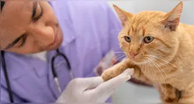 Preparação para levar o felino ao veterinário começa antes mesmo do dia da consulta.